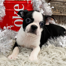 Boston Terrier Puppy Peyton