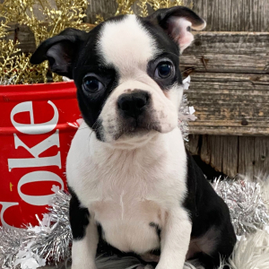 Boston Terrier Puppy Peyton
