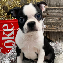 Boston Terrier Puppy Peyton