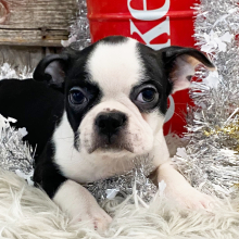 Boston Terrier Puppy Peyton