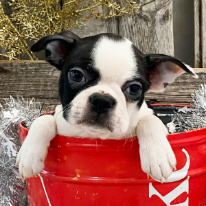 Boston Terrier Puppy Peyton