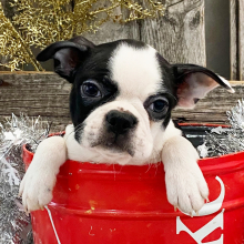 Boston Terrier Puppy Peyton