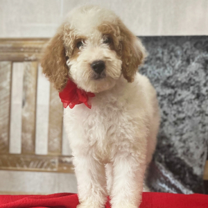 Goldendoodle Puppy Tyler