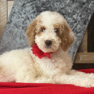 Goldendoodle Puppy Tyler