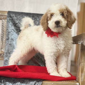 Goldendoodle Puppy Tyler