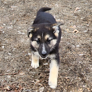 German Shepherd Dog Puppy Maddy
