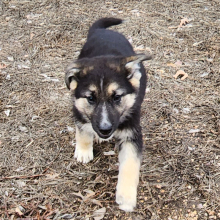 German Shepherd Dog Puppy Maddy