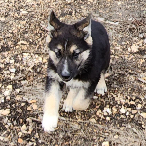 German Shepherd Dog Puppy Maddy