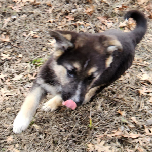 German Shepherd Dog Puppy Maddy
