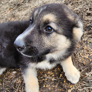 German Shepherd Dog Puppy Maddy