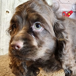 Cocker Spaniel Puppy Gabby