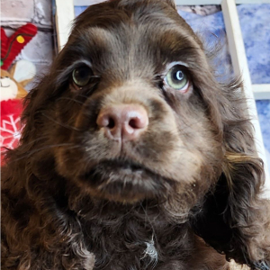 Cocker Spaniel Puppy Gabby