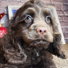 Cocker Spaniel Puppy Gabby