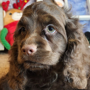 Cocker Spaniel Puppy Gabby