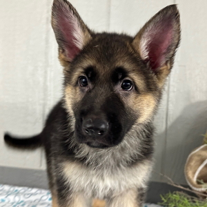 German Shepherd Dog Puppy Simbo
