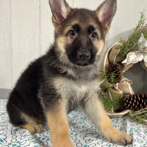 German Shepherd Dog Puppy Simbo