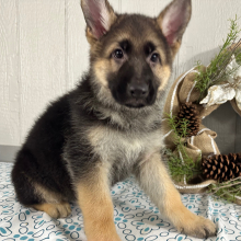 German Shepherd Dog Puppy Simbo