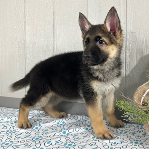 German Shepherd Dog Puppy Simbo