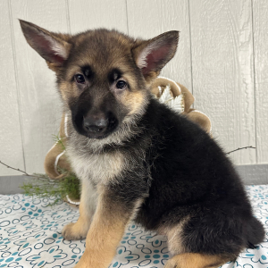 German Shepherd Dog Puppy Simbo