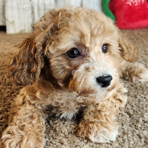 Poodle Puppy Gaven