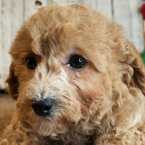 Poodle Puppy Gaven
