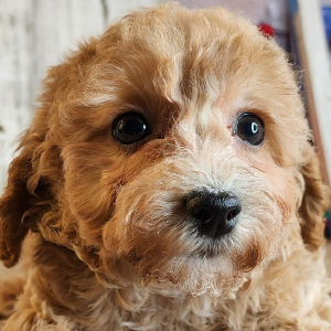 Poodle Puppy Gaven