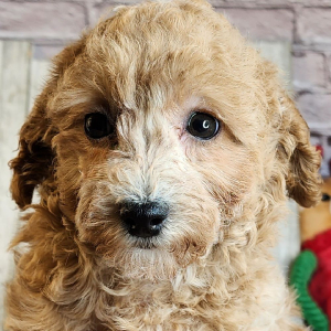 Poodle Puppy Gaven
