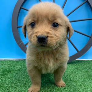 Golden Retriever Puppy Nicolai