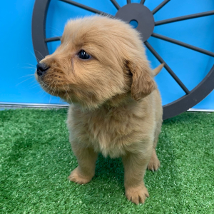 Golden Retriever Puppy Nicolai