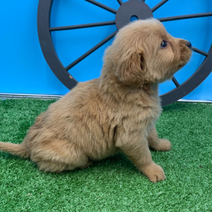 Golden Retriever Puppy Nicolai