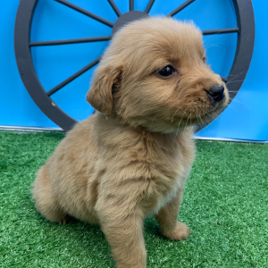 Golden Retriever Puppy Nicolai
