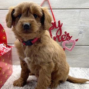 Goldendoodle Puppy Fiona