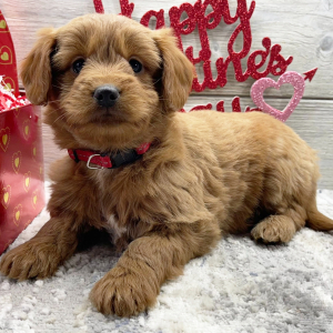 Goldendoodle Puppy Fiona