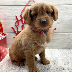 Goldendoodle Puppy Fiona
