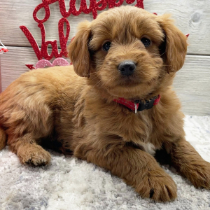Goldendoodle Puppy Fiona