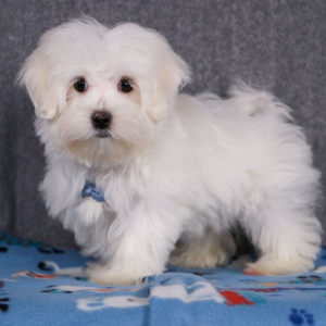 Maltese Puppy Douglas