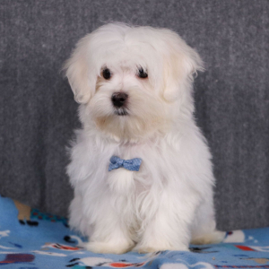 Maltese Puppy Douglas