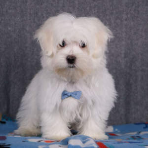 Maltese Puppy Douglas
