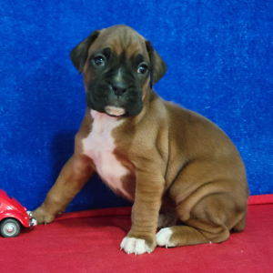 Boxer Puppy Bo