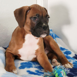 Boxer Puppy Bo