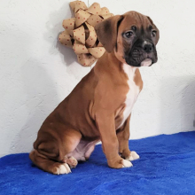 Boxer Puppy Bo