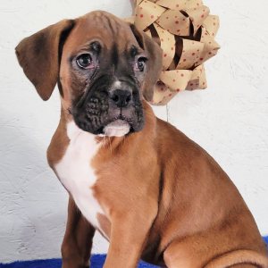 Boxer Puppy Bo