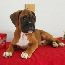 Boxer Puppy Bo