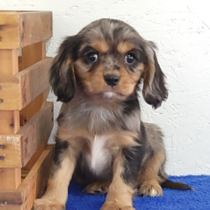 Cavalier King Charles Spaniel Puppy Flurry