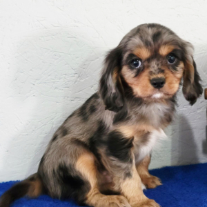 Cavalier King Charles Spaniel Puppy Flurry