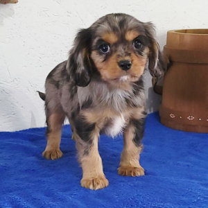 Cavalier King Charles Spaniel Puppy Flurry