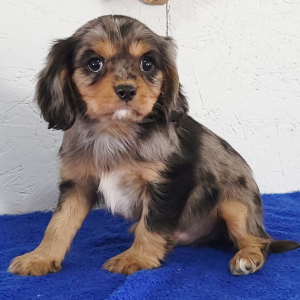 Cavalier King Charles Spaniel Puppy Flurry