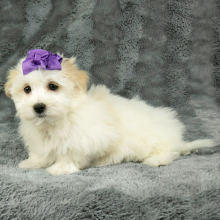 Havanese Puppy Daisy
