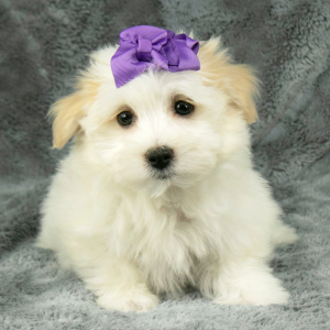 Havanese Puppy Daisy