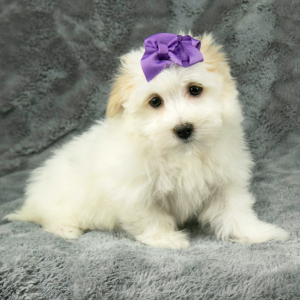 Havanese Puppy Daisy